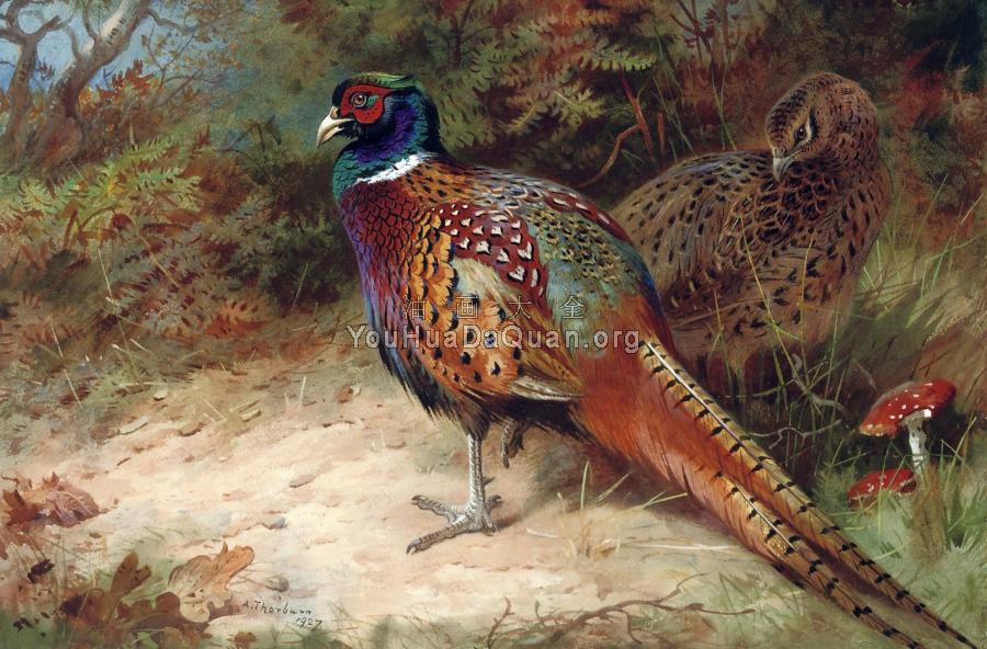 Cock and hen pheasant in the undergrowth - 阿奇博尔德·索伯恩